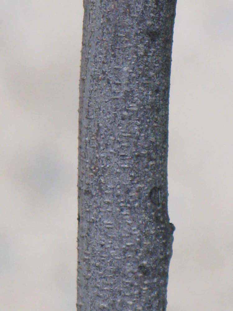            Bark (Riverside, CA)   